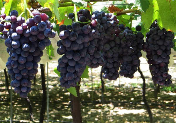 土壤墑情監測站為葡萄種植實現灌溉