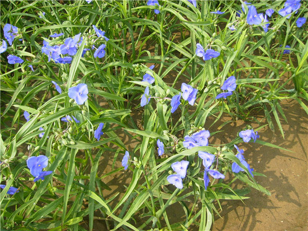 土壤養分速測儀在測土施肥中的作用