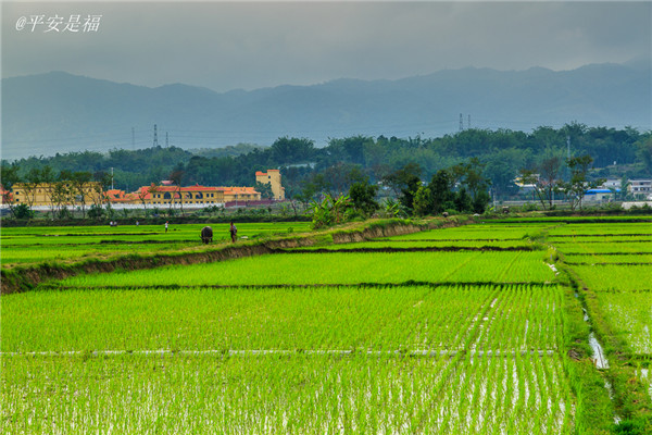 土壤水分速測儀調(diào)節(jié)土壤水分的方法？