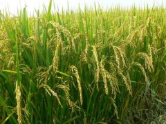 土壤墑情監測系統是如何運行的？