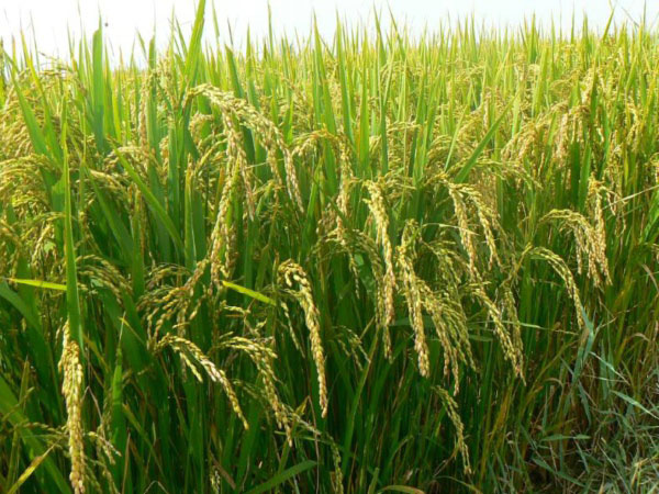 土壤墑情監測系統是如何運行的？