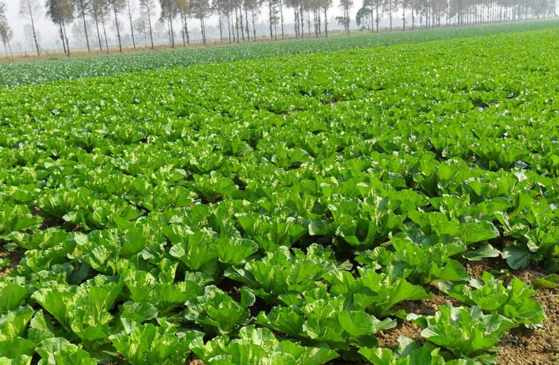 土壤墑情監測需要怎么取樣？