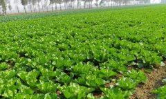 農(nóng)業(yè)土壤墑情監(jiān)測(cè)系統(tǒng)科學(xué)控制土壤濕度