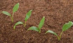 物聯(lián)網(wǎng)技術在土壤墑情監(jiān)測系統(tǒng)中的應用