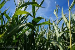 農(nóng)業(yè)節(jié)水,如何用科技支撐?